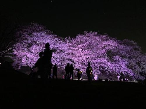 【無料】藤井寺で夜桜『古室山古墳』でさくらのライトアップが開催