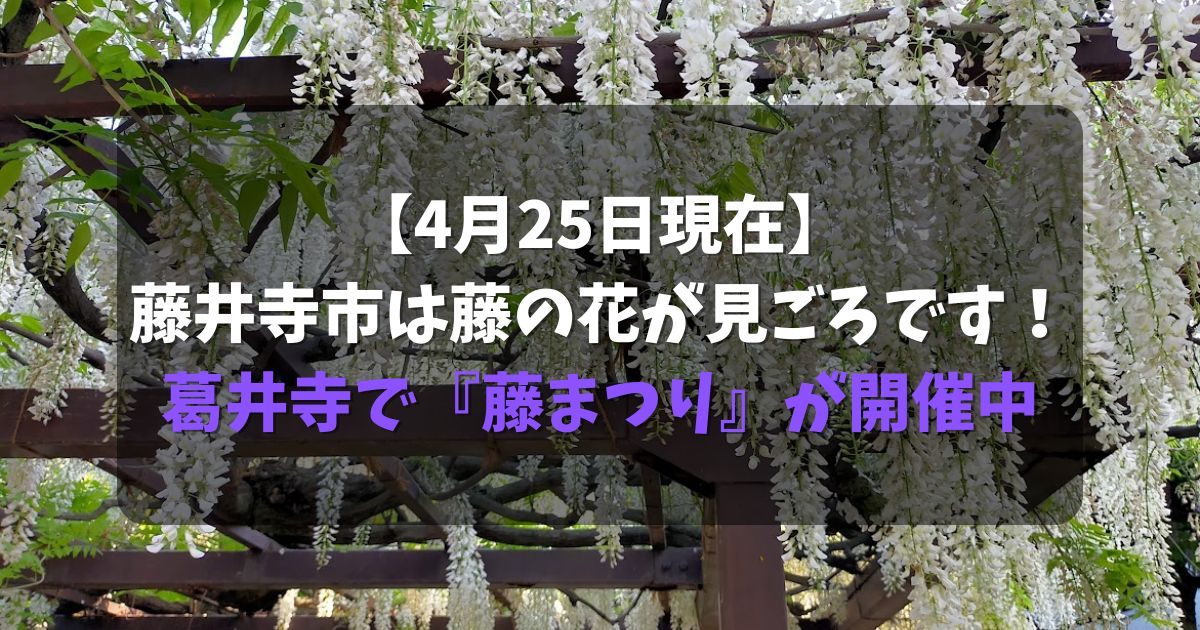 【4月25日撮影】藤井寺市は藤の花が見ごろです！葛井寺で『藤まつり』が開催中